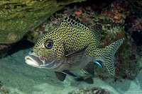 Plectorhinchus chaetodonoides (Many-Spotted Sweetlips)