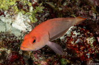 Cephalopholis spiloparaea (Strawberry Grouper)