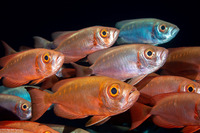 Priacanthus hamrur (Crescent-Tail Bigeye)