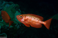 Priacanthus hamrur (Crescent-Tail Bigeye)