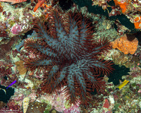 Acanthaster solaris (Crown-of-Thorns Star)