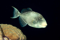 Pseudobalistes flavimarginatus (Yellowmargin Triggerfish)