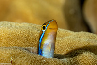 Plagiotremus rhinorhynchos (Bluestriped Fangblenny)