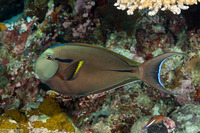 Acanthurus nigricauda (Blackstreak Surgeonfish)