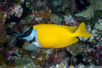 Siganus vulpinus (Foxface Rabbitfish)