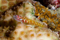 Eviota melasma (Melasma Dwarfgoby)