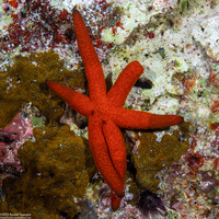 Echinaster luzonicus (Luzon Sea Star)