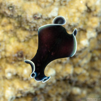 Phrikoceros sp.3 (Phrikoceros sp.3)