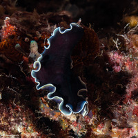 Phrikoceros sp.3 (Phrikoceros sp.3)