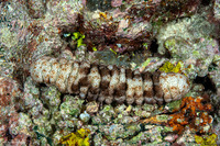 Pearsonothuria graeffei (Blackspotted Sea Cucumber)