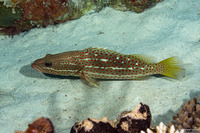 Anyperodon leucogrammicus (Slender Grouper)