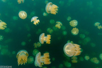 Mastigias papua etpisoni (Golden Jellyfish)
