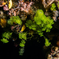 Caulerpa webbiana var pickeringii (Caulerpa Webbiana var Pickeringii)