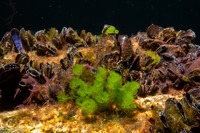 Caulerpa webbiana var pickeringii (Caulerpa Webbiana var Pickeringii)