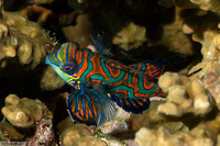 Synchiropus splendidus (Mandarinfish)