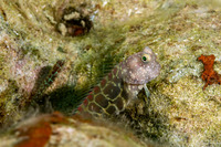 Salarias segmentatus (Segmented Blenny)