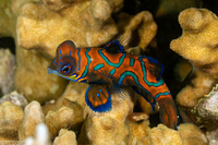 Synchiropus splendidus (Mandarinfish)