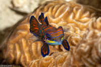 Synchiropus splendidus (Mandarinfish)