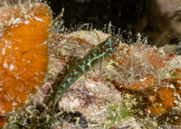 Eviota prasina (Rubble Dwarfgoby)