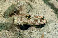 Signigobius biocellatus (Signal Goby)