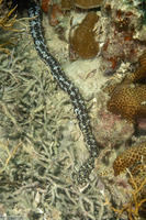 Opheodesoma grisea (Serpent Sea Cucumber)
