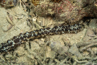 Opheodesoma grisea (Serpent Sea Cucumber)