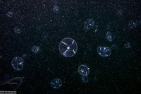 Mitrocoma cellularia (Cross Jelly)