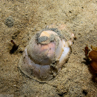 Neverita lewisii (Lewis's Moon Snail)