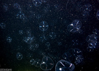 Mitrocoma cellularia (Cross Jelly)