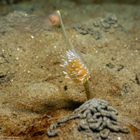 Corymorpha palma (Fairy Palm Hydroid)