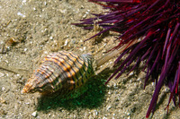 Cancellaria cooperii (Cooper's Nutmeg)