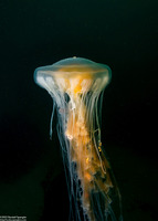Phacellophora camtschatica (Egg-Yolk Jelly)