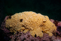 Didemnum sp.9 (Didemnum sp.9)