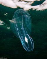 Bolinopsis infundibulum (Lobed Comb Jelly)