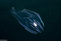 Bolinopsis infundibulum (Lobed Comb Jelly)