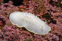 Cadlina luteomarginata (Yellow Margin Cadlina)