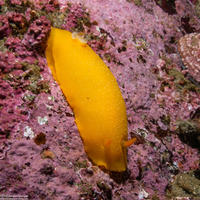 Doriopsilla fulva (White-Speckled Dorid)