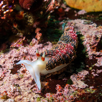 Phidiana hiltoni (Hilton's Aeolid)