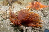 Dendronotus iris (Rainbow Dendronotus)