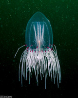 Scrippsia pacifica (Giant Bell Jelly)