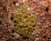 Astrangia haimei (Astrangia Haimei)