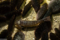 Crangon nigricauda (Blacktail Shrimp)