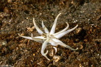 Halcampa crypta (Cryptic Burrowing Anemone)
