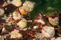 Pagurus hemphilli (Maroon Hermit Crab)