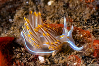 Hermissenda crassicornis (Hermissenda Crassicornis)