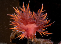 Dendronotus iris (Rainbow Dendronotus)