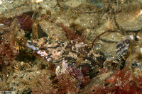 Oxylebius pictus (Painted Greenling)