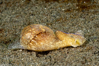 Haminoea vesicula (White Bubble Snail)