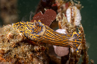 Polycera atra (Black Dorid)