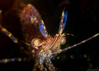 Pandalus danae (Dock Shrimp)